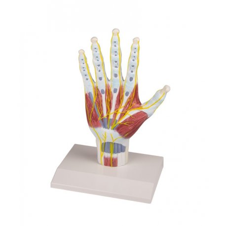 Model anatomické struktury ruky