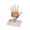 Model anatomické struktury ruky